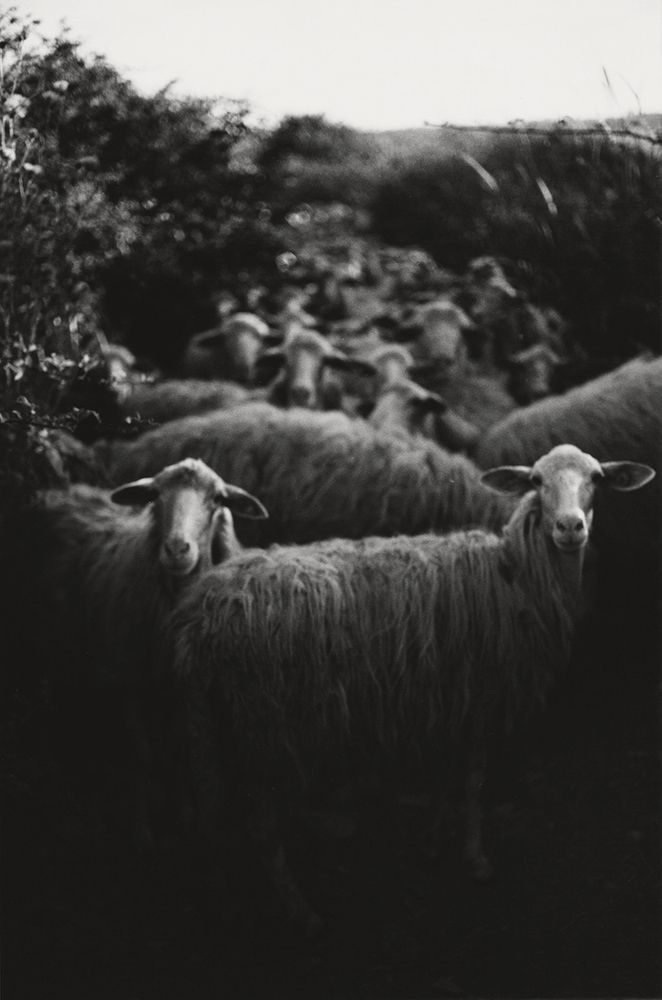 Black and white image of a large flock of sheep looking forward on a hillside.