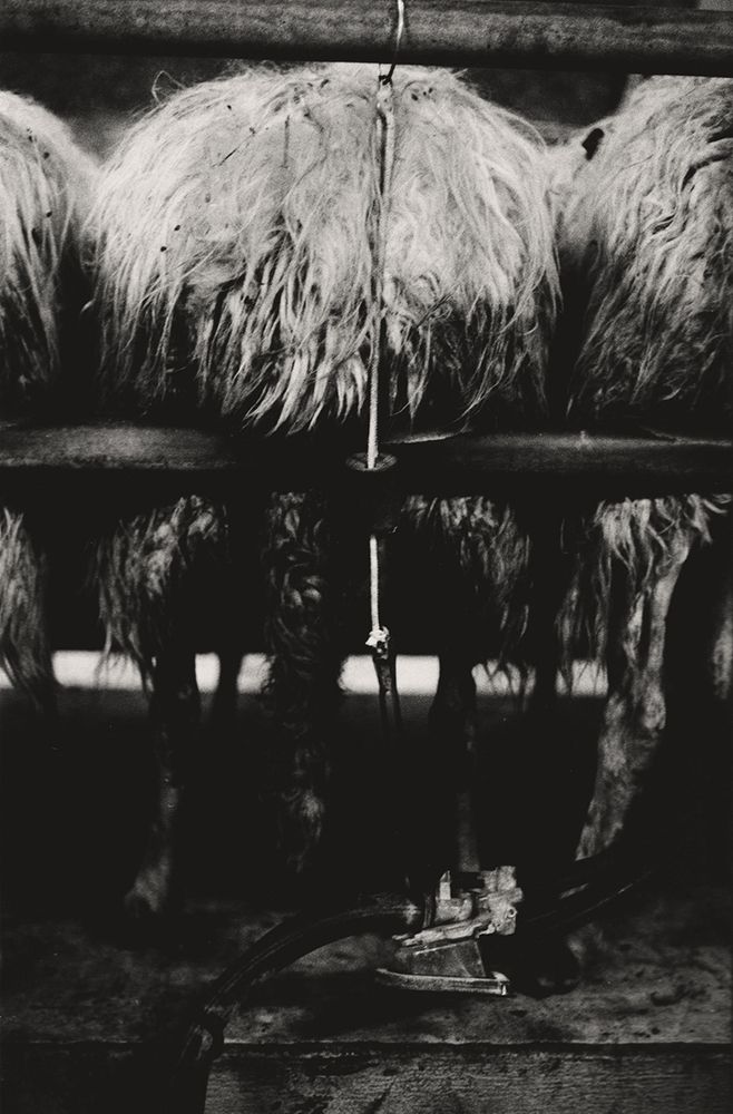 Black and white close-up of textured fibers arranged in rows on a mechanical device.