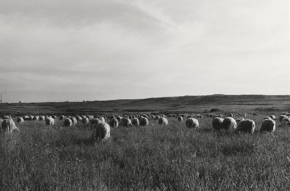 Black and white photograph of numerous round hay bales in a vast grassy field.