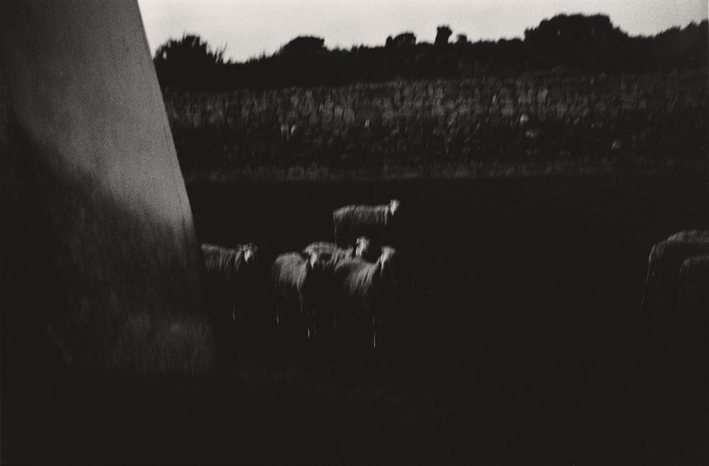 Several sheep stand in a dark, open field next to a large structure.