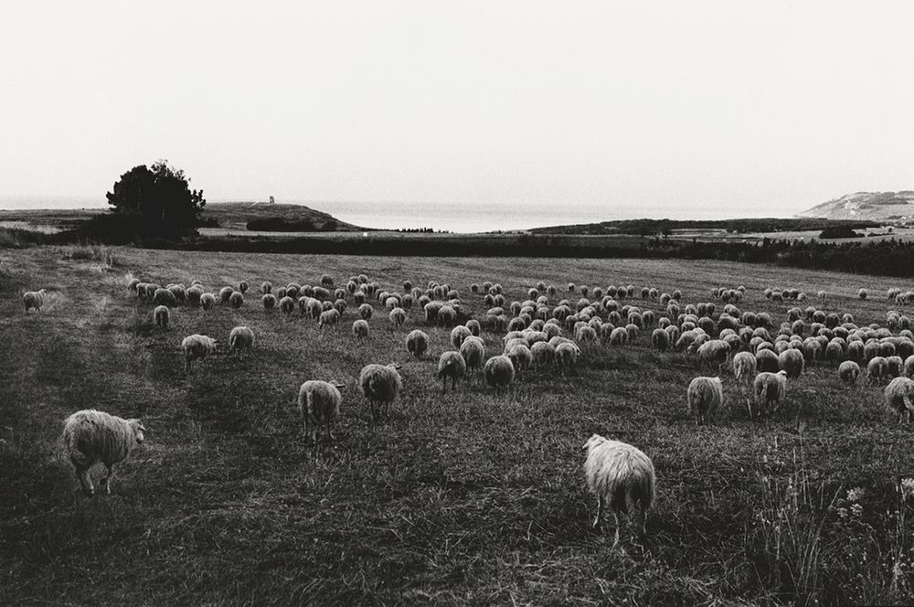 Many sheep graze in a black and white field; ocean and distant hills are visible.