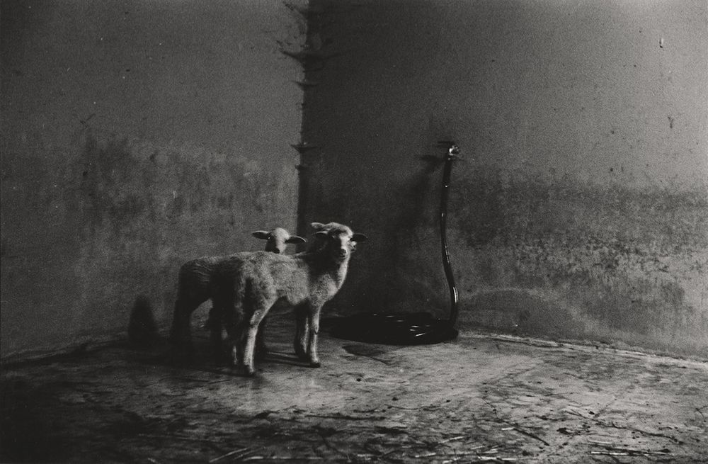 Two lambs stand in a stark, dim, black and white room corner.