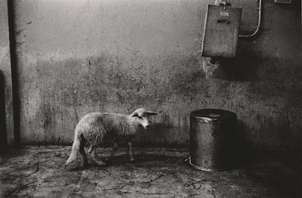 Young sheep stands alone in a stark, dirty concrete room with a bucket.