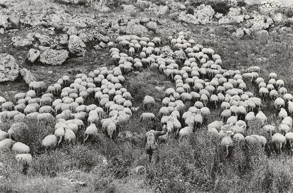 A large flock of sheep grazes on a rocky, grassy hillside in black and white.